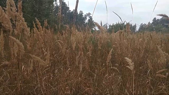 Влог выходного дня/ Поход на источник река Серебрянка смотреть онлайн