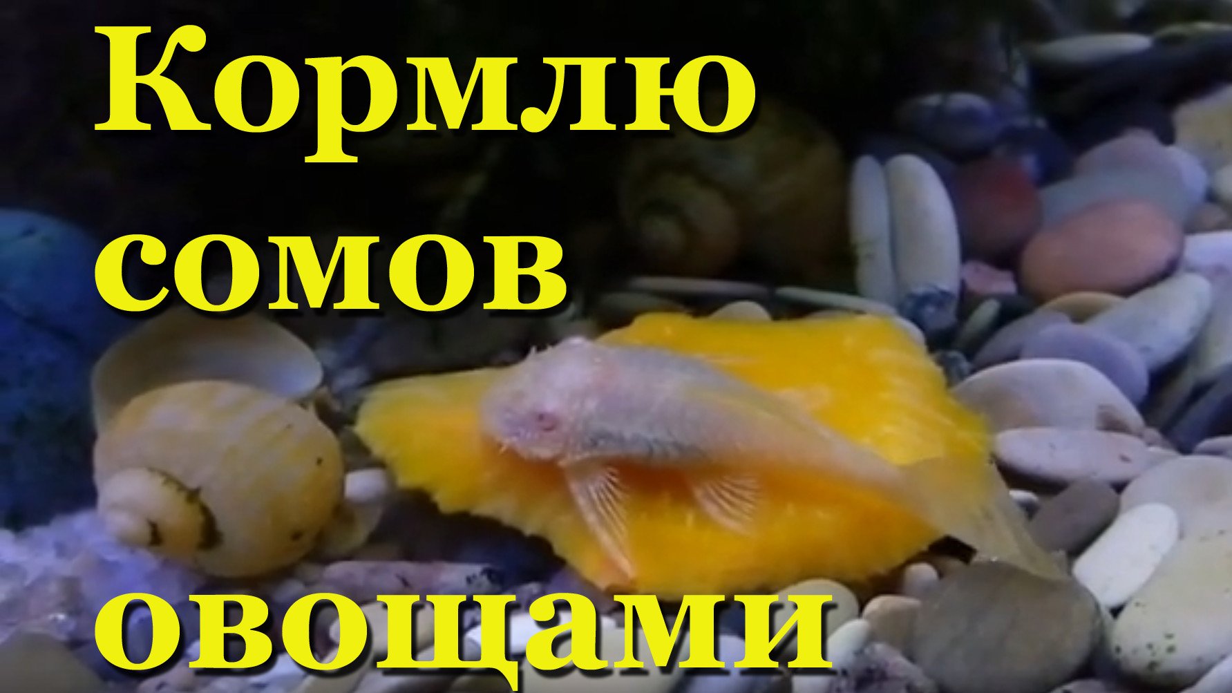 Кормлю сомов овощами: патиссоном и тыквой смотреть онлайн