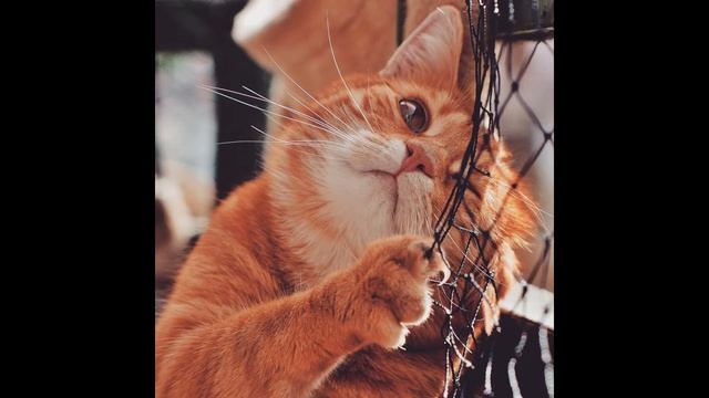 WHY DO ANIME CHARACTERS LOOK LIKE CATS смотреть онлайн