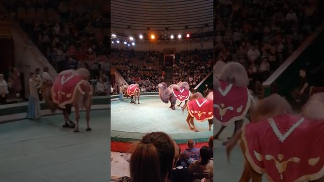Цирк. Шоу слонов.Большой Варшавский цирк. 7 января 2019г. смотреть онлайн