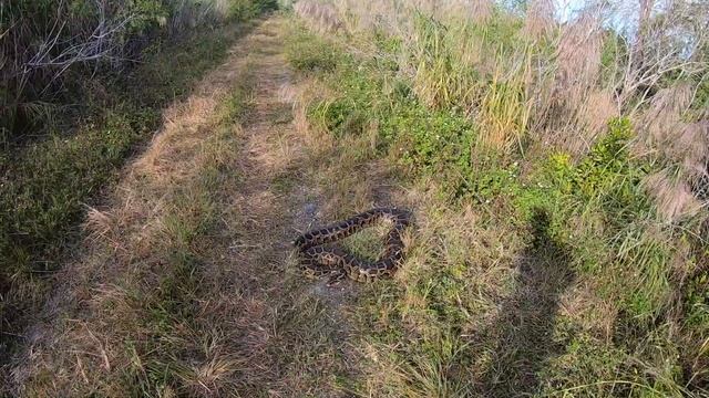 12 foot Florida Burmese Python SOLO Catch! смотреть онлайн