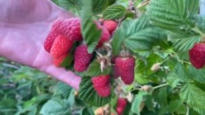 Малина Пшехиба и Соколица