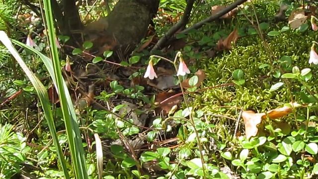 Twinflower | Линнея северная (Linnaea borealis) смотреть онлайн