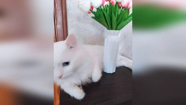 Кот с разными глазами. смотреть онлайн