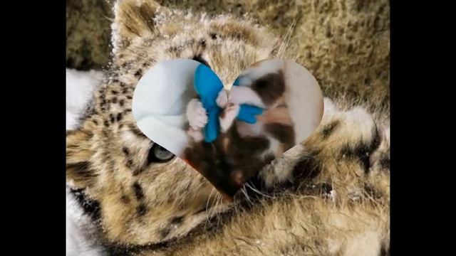 Самые няшные животные часть-1