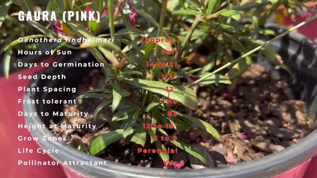 A Simple Guide to Growing Gaura! (Oenothera lindheimeri) "Wandflower" "Indianfeather" ??? смотреть онлайн
