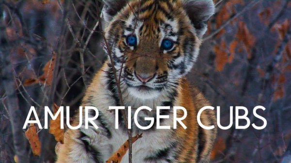 Amur Tiger cubs. The first snow!