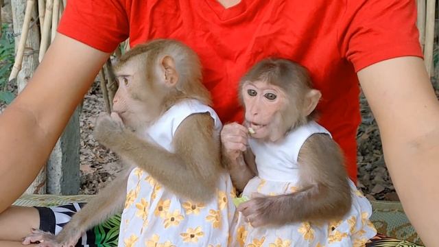 [Moon Family] Monkey Moon and Sky can't wait to eating guava смотреть онлайн
