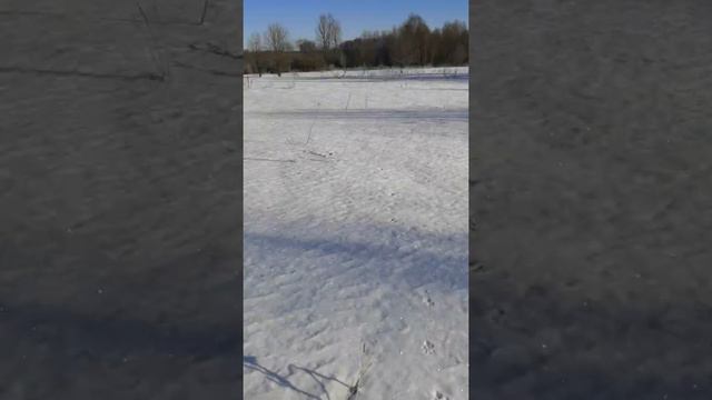 русский спаниель 6 месяцев. на прогулке в поле. смотреть онлайн