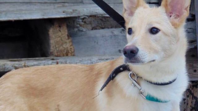 Щенок замерзал в зимнем лесу без еды и помощи смотреть онлайн