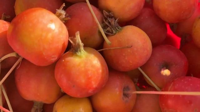 Богатый урожай плодов яблони сорта китайка смотреть онлайн