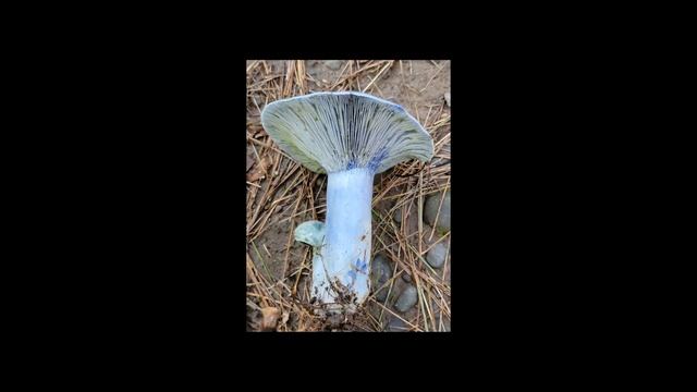 Taxonomy Tuesday 2.22.22 Russula смотреть онлайн