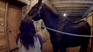 ПИЛОТ - ставим капельницу коню.