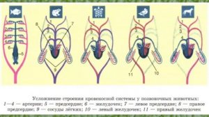 Биология 10 кл Проф уровень §35 Транспорт веществ у организмов