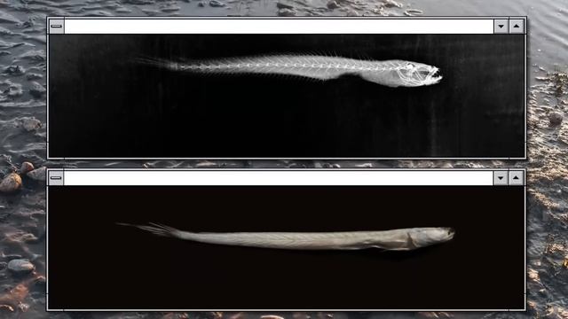 Рыба, Которая Оживает После Готовки смотреть онлайн