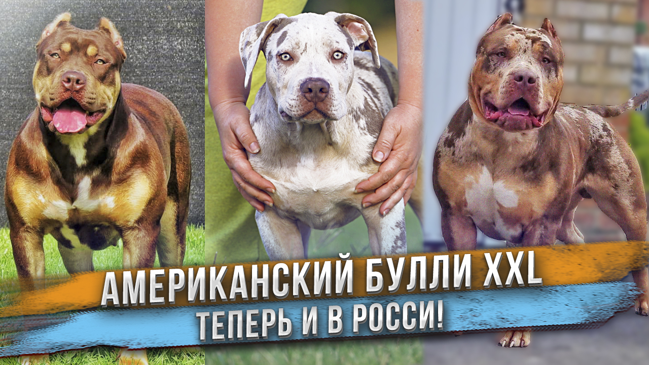 Самая ДОРОГАЯ собака! Американский Булли XXL - теперь в России! Щенок из Франции! Bossy Kennels смотреть онлайн
