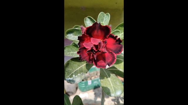 ##Adenium flower love## смотреть онлайн