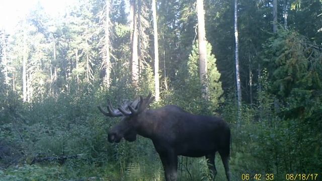 Лось гуляет в тайге смотреть онлайн