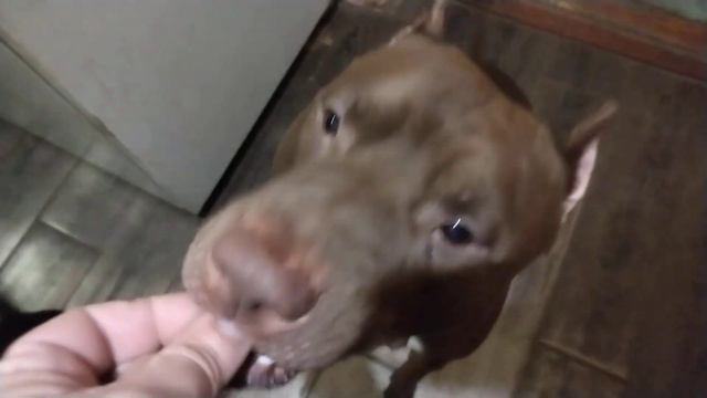 Любимые питбули Боня и Спайк!!! смотреть онлайн