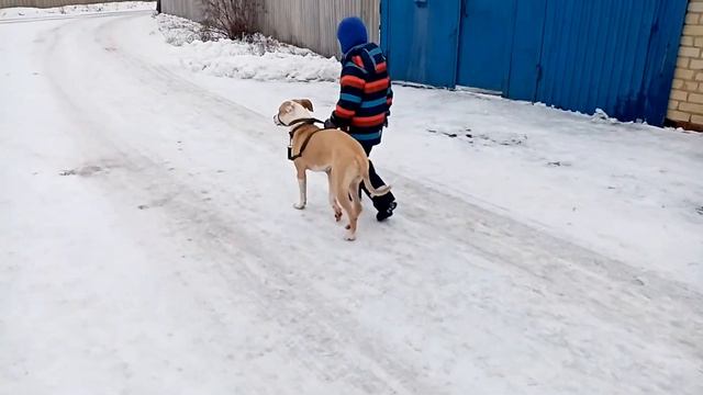 Щенок Питбуля vs ребёнок 6 лет. смотреть онлайн
