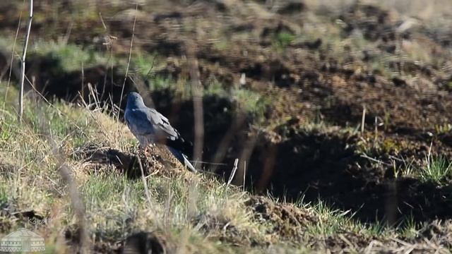 Луговой лунь (самец) на обочине полевой дороги смотреть онлайн