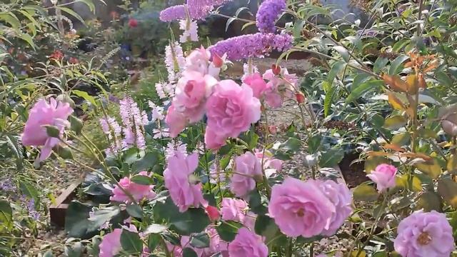 Вторая волна цветения роз ЛЕТИЦИЯ КАСТА, ВИОЛЕТ ПАРФЮМ, МИНЕРВА, СПАРКЛ ЭНД ШАЙН???? смотреть онлайн