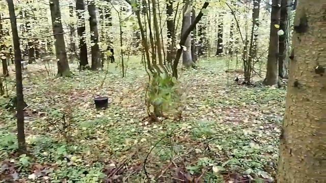 Грибы 2020 и прогулка по лесу. смотреть онлайн