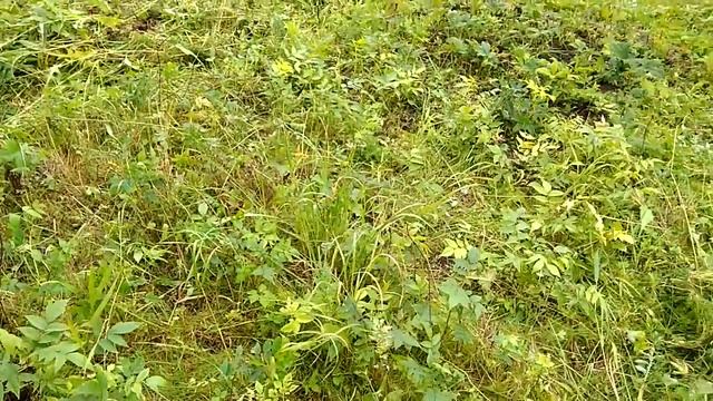 Орех пекан, чёрный орех в Вологде. смотреть онлайн