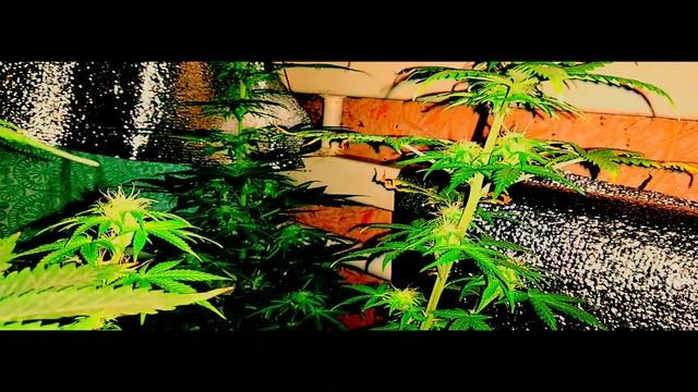 Урожай в шкафу.Автоматы от ErrorsSeeds смотреть онлайн