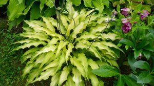 ХОСТЫ. 20 МИНИАТЮРНЫХ КРАСАВИЦ С ЛАНЦЕТОВИДНЫМИ ЛИСТЬЯМИ. Дачный креатив.