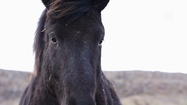 После Этого Видео Вы Никогда не Поедите в Амазонку смотреть онлайн