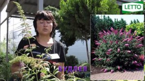 САМЫЙ НЕПРИХОТЛИВЫЙ КУСТАРНИК В САДУ - БУДЛЕЯ