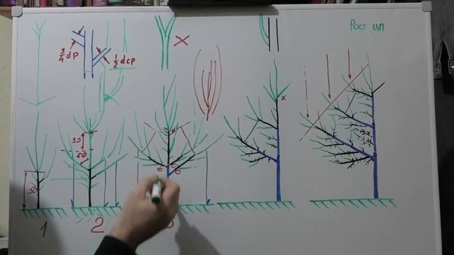 Формировка ГРУШИ разреженно-ЯРУСНОЙ КРОНОЙ с 1 по 5 год. Ускоряем плодоношение. смотреть онлайн