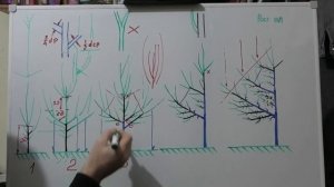 Формировка ГРУШИ разреженно-ЯРУСНОЙ КРОНОЙ с 1 по 5 год. Ускоряем плодоношение.