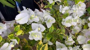 как выращивать бугенвиллию