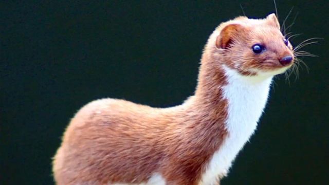 Грустная музыка и животные из красной книги смотреть онлайн