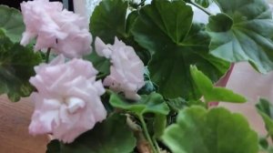 Millfield Rose-  Самая красивая и любимая розебудная пеларгония