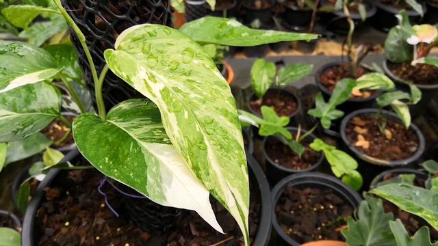 EP.5 epipremnum pinnatum variegated смотреть онлайн