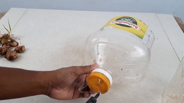 How To Grow Ginger In Water And Soil For Beginners, Growing Ginger At Home