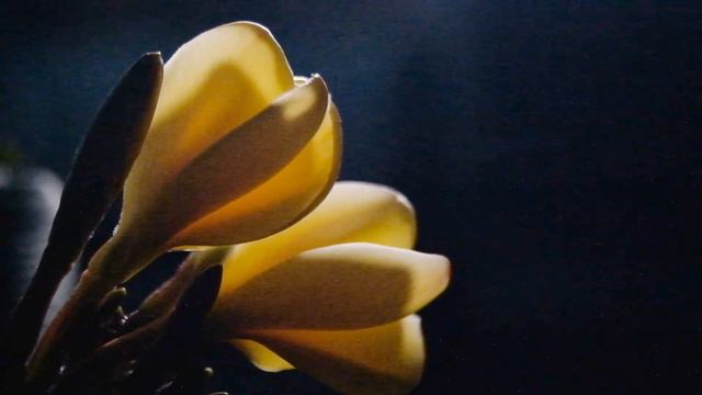 Fragrant Yellow Plumeria Flower Glows In The Dark (Lemon Drop) смотреть онлайн