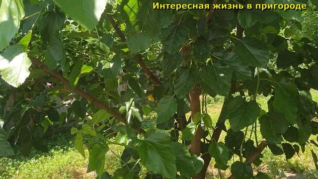 Печальное утро, У нас гости, Мамка вернулась в семью, Влог смотреть онлайн
