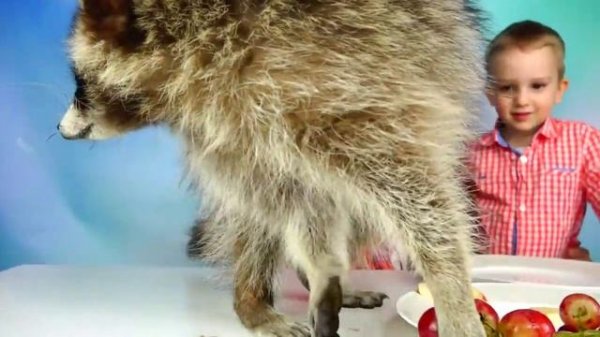 Обычная Еда против Мармелада - Челлендж! Мама ПЛАЧЕТ! Real Food vs Gummy Food - Candy Challenge