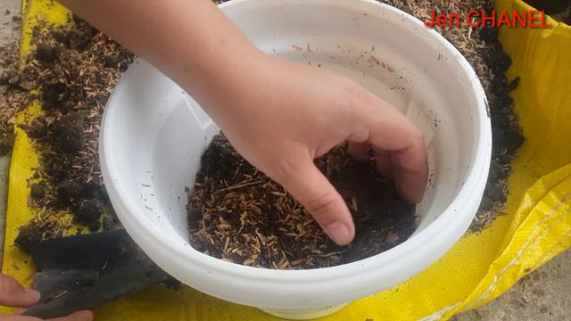 Cara mudah menanam bunga Calathea смотреть онлайн