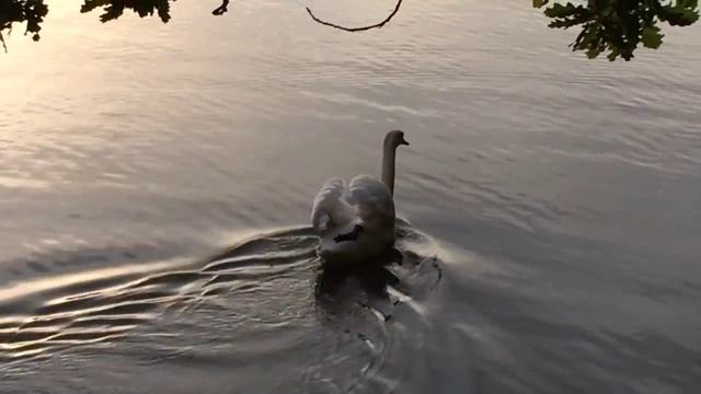 Лебедь с чёрной лапой на спине, в Царицыно смотреть онлайн