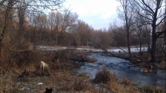 Бобико-убежище и зимние поигрушки. смотреть онлайн