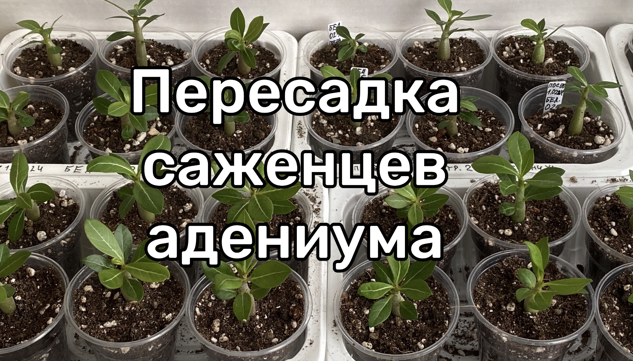 Адениумы в миниатюре. Каждому малышу по домику. Пересадка саженцев адениума. 13 апреля 2024 г. смотреть онлайн