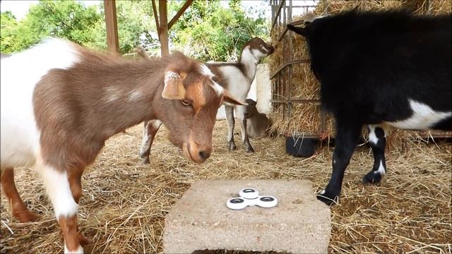 Goats React to Fidget Spinners смотреть онлайн