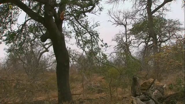 20 интересных фактов о леопардах смотреть онлайн