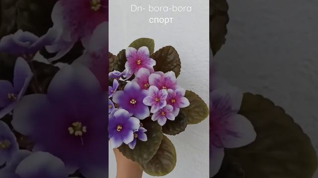 Dn- bora-bora спорт смотреть онлайн