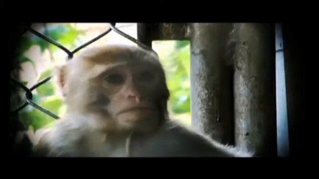 Наномедицина и видовой предел человека Часть 2 смотреть онлайн